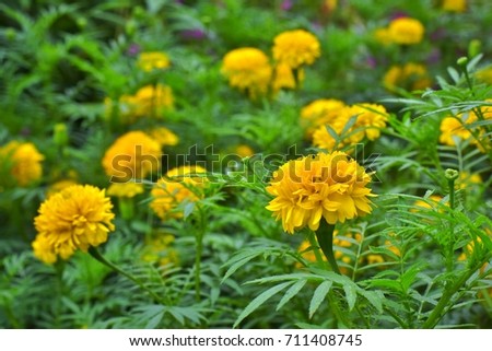 Marigold flowers for tropical background.