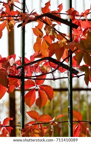 The colors of the autumn, red leaves on the branches on the iron fence. Season concept.