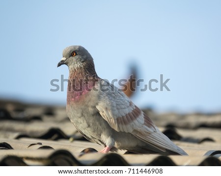 Pigeon bird on roof. The gray beautiful pigeon standing on roof and looking at the camera beautifully. Behind pigeon is the sky background is beautiful. Pigeon or Dove for peace freedom of people