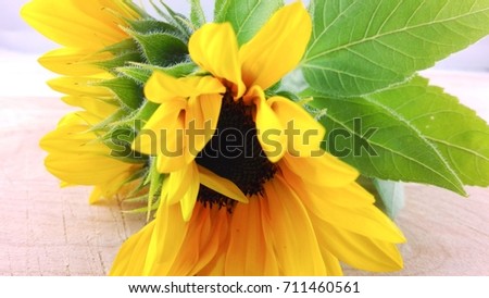 sunflower twins