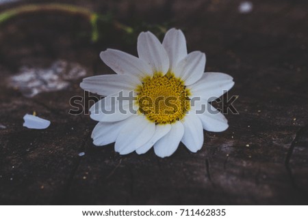 chamomile flower on wood background