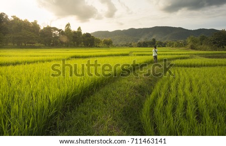 man in green rice fields