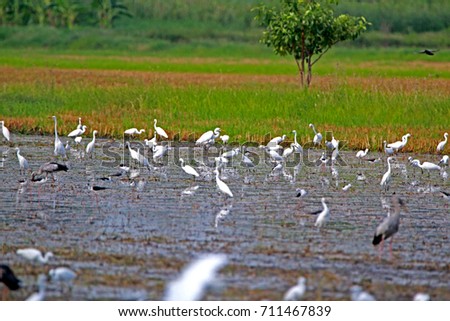 Many heron on field in Thailand