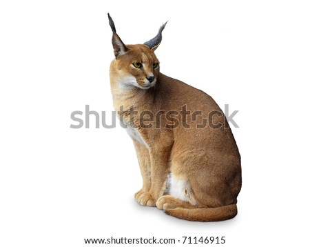 Caracal African wild cat . Isolated on white Royalty-Free Stock Photo #71146915