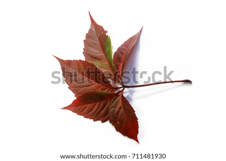 Red autumn leaf of a wild grapes on a white isolated background