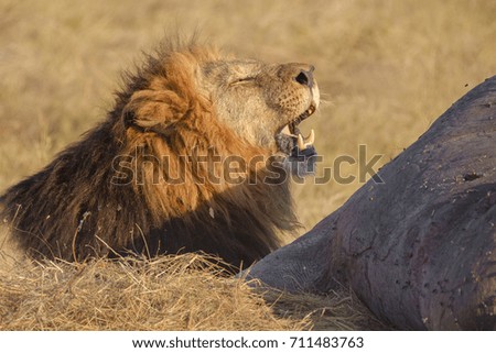 African male lion, feeding on a dead hippo, Botswana, Africa