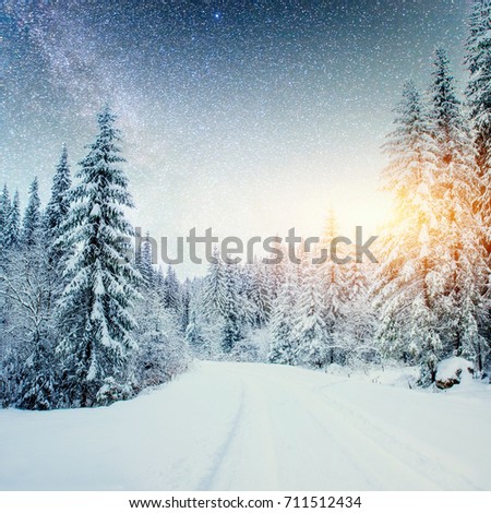Dairy Star Trek in the winter woods. Dramatic and picturesque scene. In anticipation of the holiday. Carpathian, Ukraine, Europe