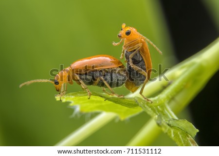 couple of thailand beetles on potato bush close up in garden in summer season Royalty-Free Stock Photo #711531112