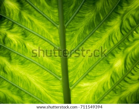 Close up green leaf texture, Background pattern of leaf
