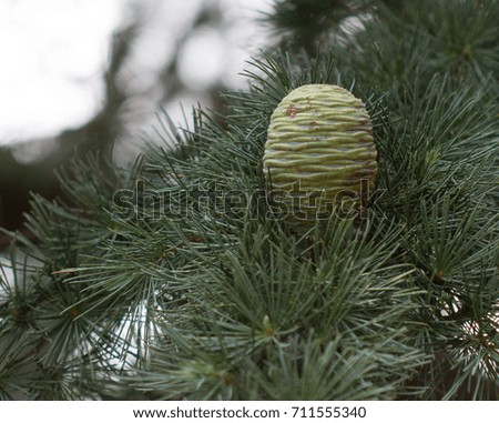 Growing Pine Cone Royalty-Free Stock Photo #711555340