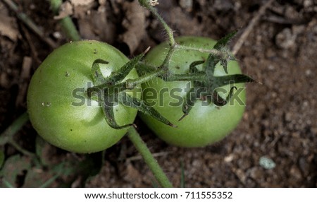 Green Tomatoes growing in field Royalty-Free Stock Photo #711555352