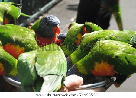 Parrots Royalty-Free Stock Photo #711555361