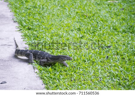 water monitor lizard on green grass