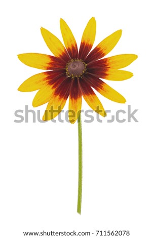 Rudbeckia isolated on a white. Full depth of field.