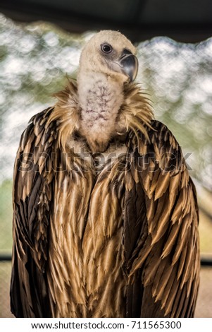 Funny Vulture is passing a smile to the Camera Man