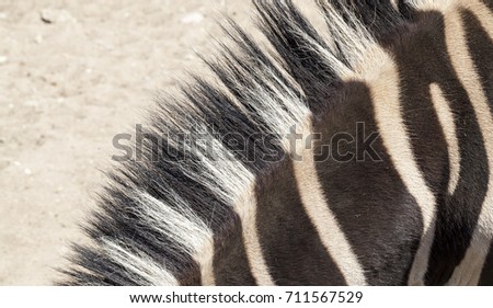 zebra neck with black-white stripes, photographed close-up