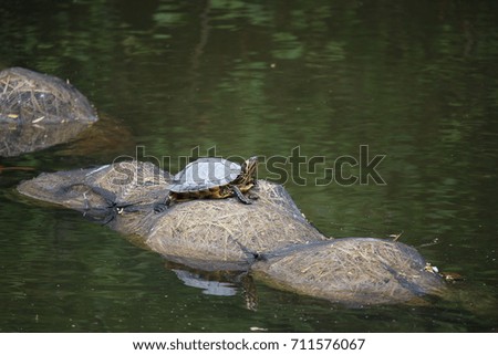Tortoise in a pond