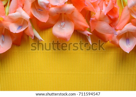  Fresh coral flowers and buds of gladiolus  on yellow.Semicircular frame.Floral background. A gentle, romantic composition. Congratulations, postcard.Mocked up .Top view.Flat lay
