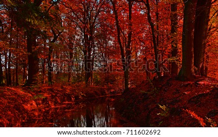 In the red autumn forest river. Landscape, lots of trees
