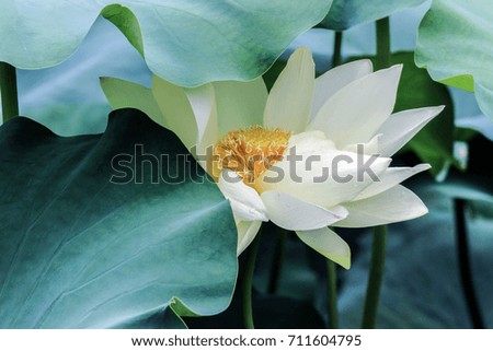 blooming white lotus flower with big green leaves