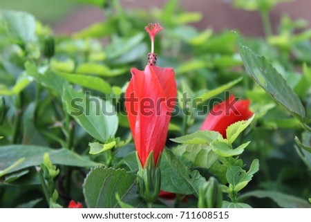 A red flower closeup in a park
