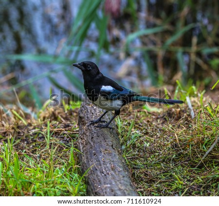 Magpie on log