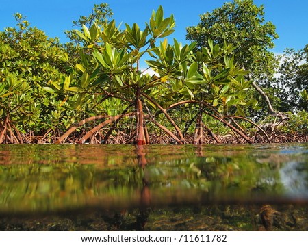 Roots and leaves of mangrove trees seen from the water surface, Caribbean sea,  Royalty-Free Stock Photo #711611782