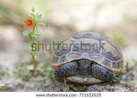 Cute spur-thighed tortoise (or Greek tortoise) (Testudo graeca) is one of five species of Mediterranean tortoise (genus Testudo, family Testudinidae) macro; scarred animal with Anagallis flower