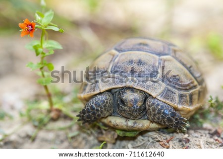 Cute spur-thighed tortoise (or Greek tortoise) (Testudo graeca) is one of five species of Mediterranean tortoise (genus Testudo, family Testudinidae) macro; scarred animal with Anagallis flower