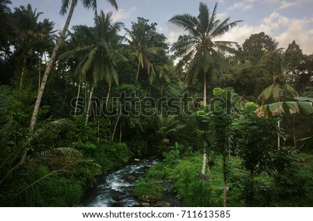 Tropical rainforest with palm trees and creek