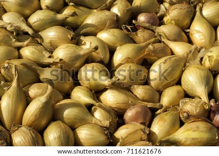 Background of small yellow onion bulbs with dry scales