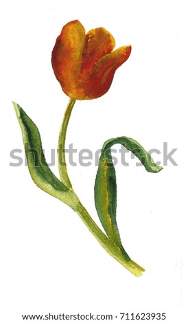 Hand drawn watercolor orange tulip