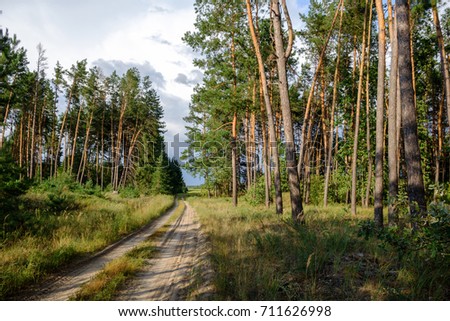 Sandy road in a pine forest overlooking the meadow