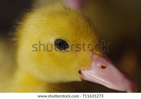 Close up of little yellow young ducks 25 days old