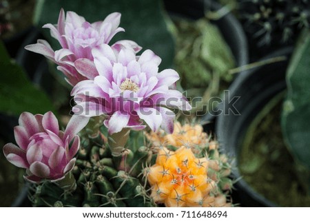 Cactus flower
