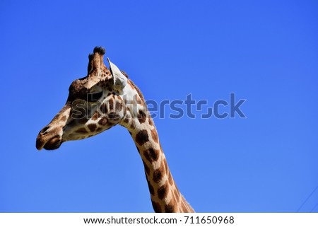 Elegant neck and a beautiful giraffe's head