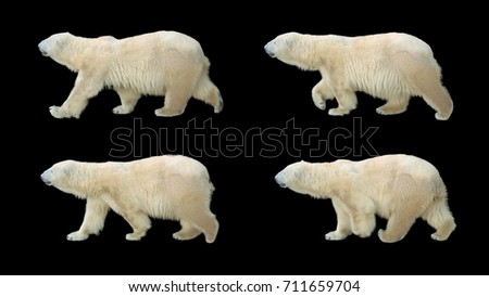 Polar bear walking on black screen, real shot, isolated with clipping path, perfect for digital composition, posters, matte painting