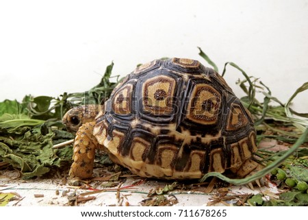 Baby Leopard tortoise sunbathe on ground with his protective shell ,cute animal pictures make you smile ,Beautiful Baby Tortoise , tortoise eating