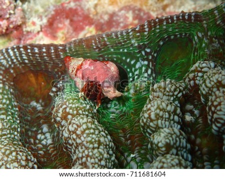 Orangeclaw Hermit Crab Climbing on a Neon Green Cactus Coral, Key West Florida, Florida Keys