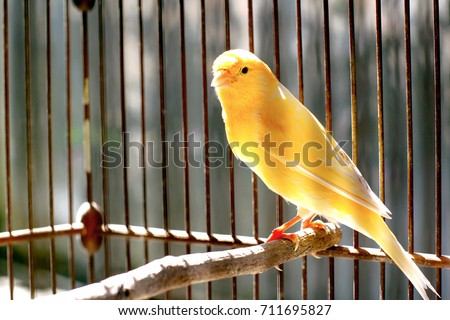 Canary Bird Royalty-Free Stock Photo #711695827