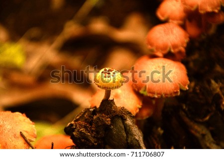 




Close up shot of edible mushrooms known as Enokitake, Golden Needle mushroom, Lily mushroom, winter mushrooms, fungus, velvet, velvet or velvet shoe (Flammulina velutipes