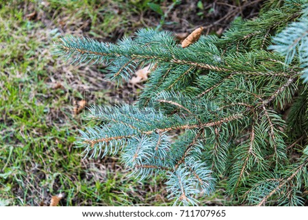 Branches of a pine tree