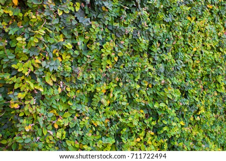 Green Leaf background