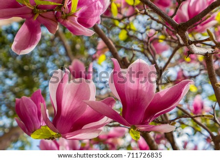 Port Wine magnolias in bloom, springtime, Sydney 2017