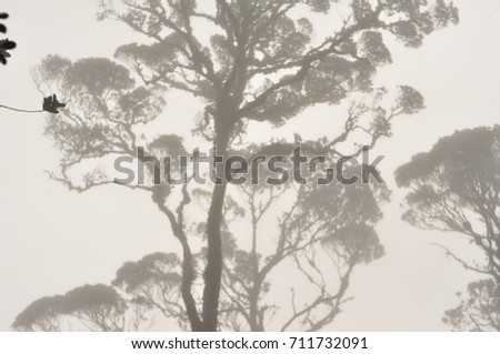 Forest Royalty-Free Stock Photo #711732091