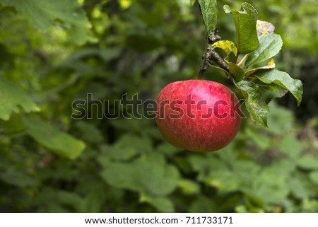 Rosy red apple isolated image