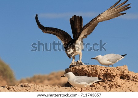 Osprey defends food from seagulls