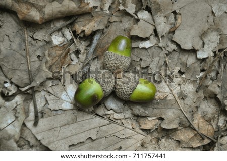 Tree green acorns and dry leaves. Autumn concept idea photo.
