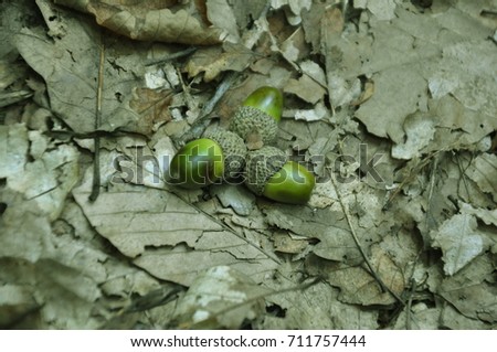 Tree green acorns and dry leaves. Autumn concept idea photo.