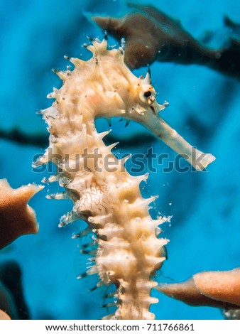 white seahorse